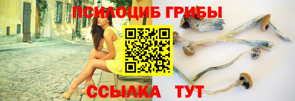 Псилоцибиновые грибы Psilocybe Будённовск
